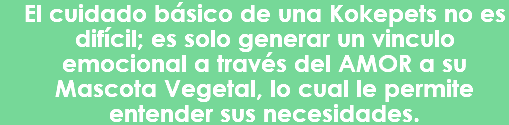 El cuidado básico de una Kokepets no es difícil; es solo generar un vinculo emocional a través del AMOR a su Mascota Vegetal, lo cual le permite entender sus necesidades.